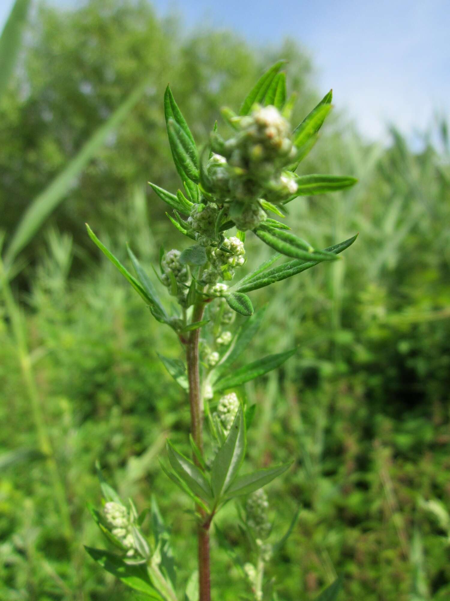 Image of common wormwood