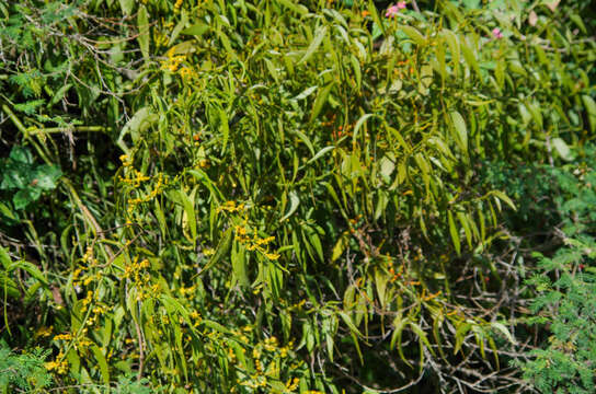 Phoradendron nervosum Oliver的圖片