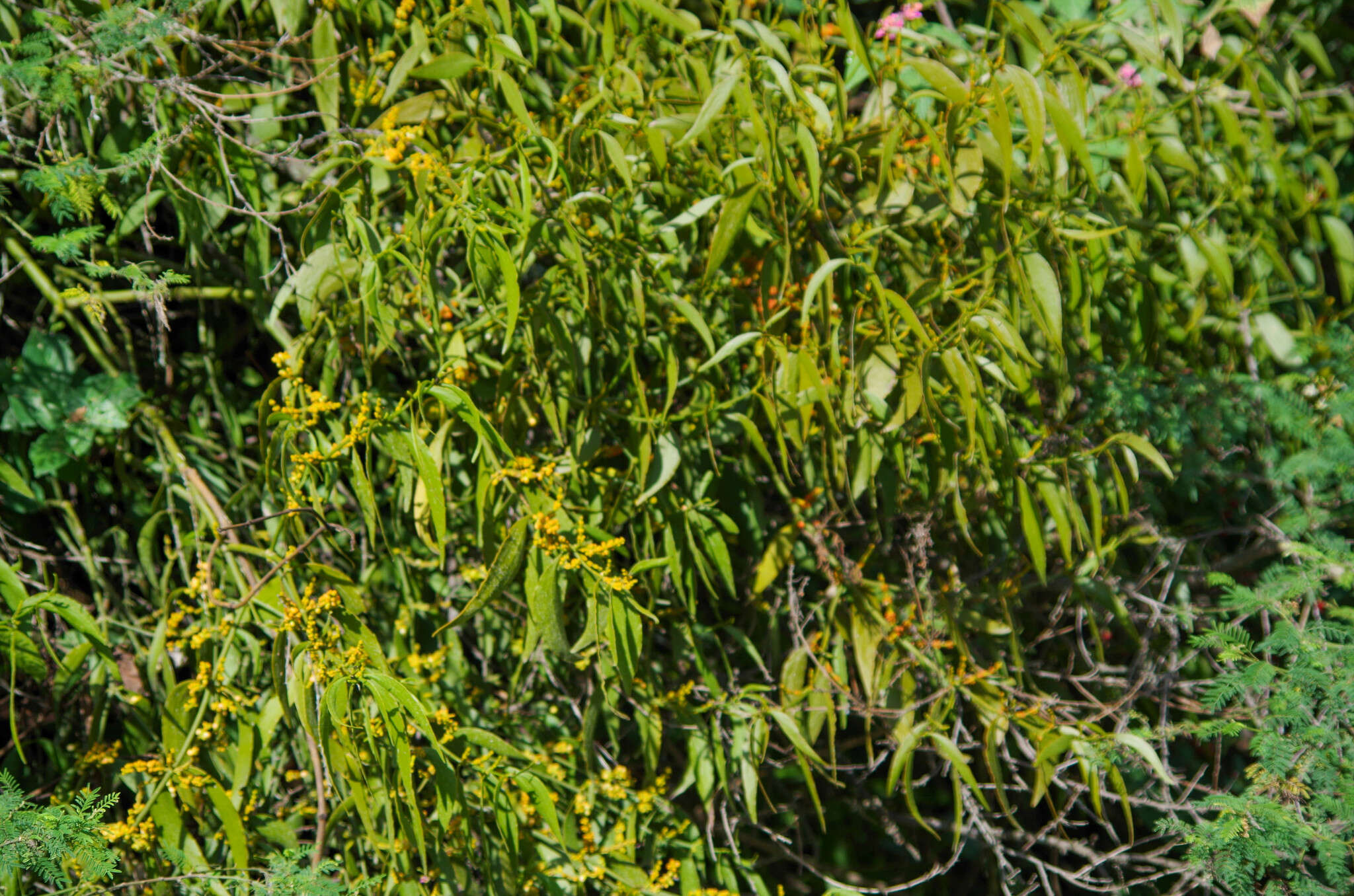 Image of Phoradendron nervosum Oliver