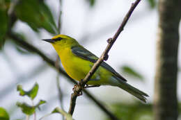 Image of Blue-winged Warbler