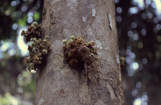 Image of Napoleonaea egertonii Baker fil.