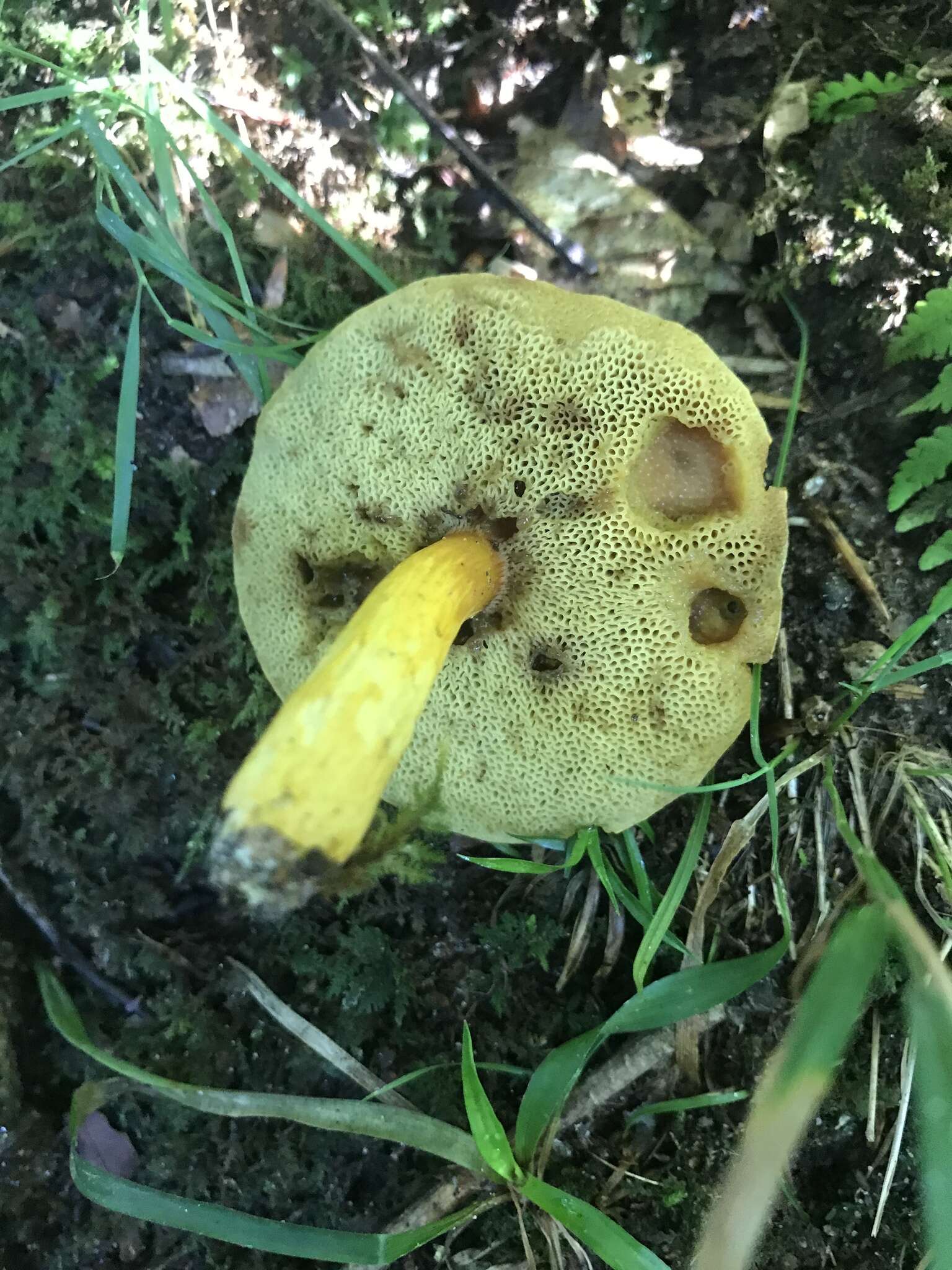 Image of Aureoboletus roxanae (Frost) Klofac 2010