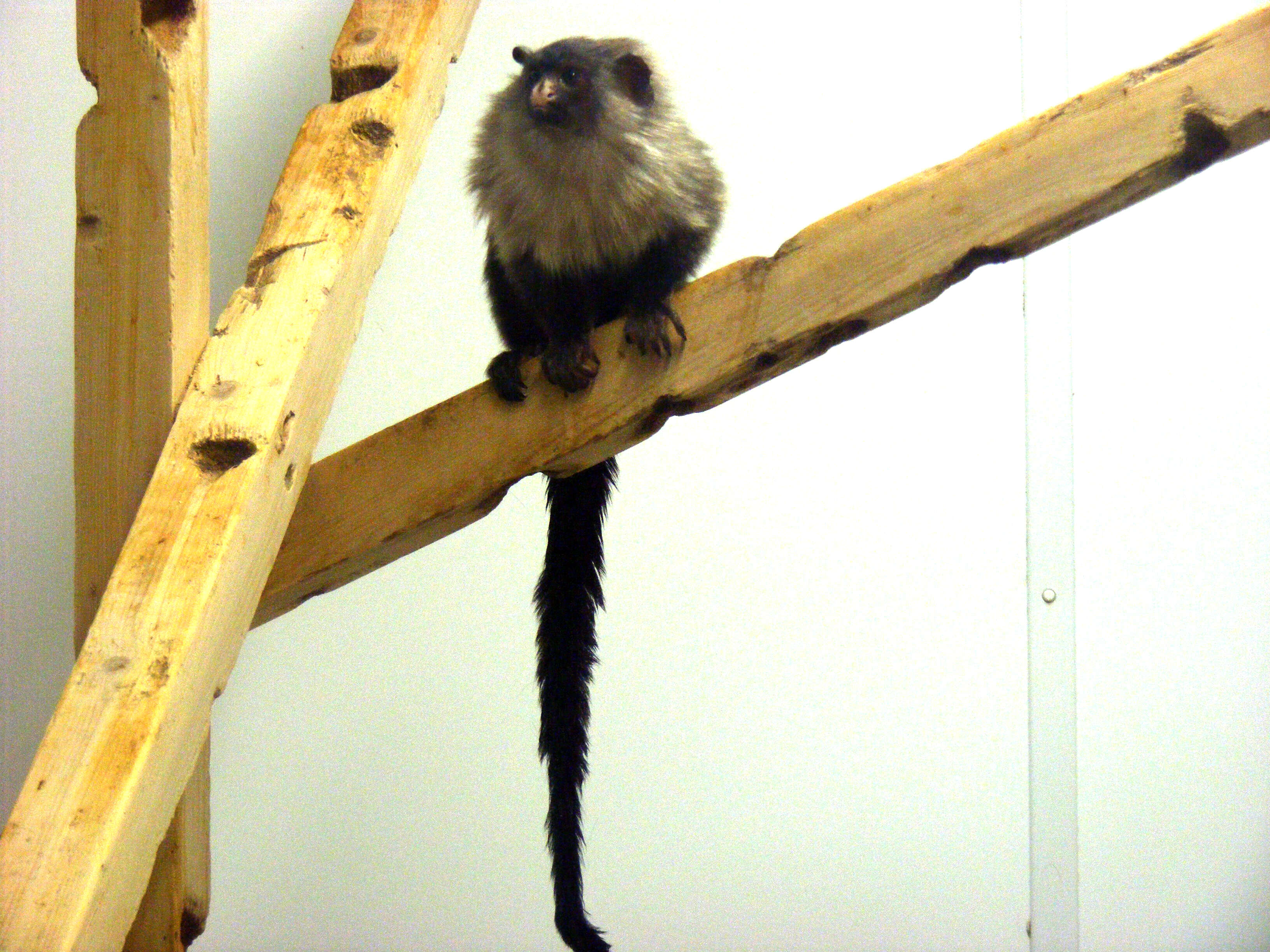 Image of Black-tailed Marmoset