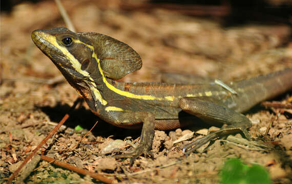 Image of Brown Basilisk