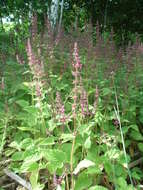 Image of hedge nettle