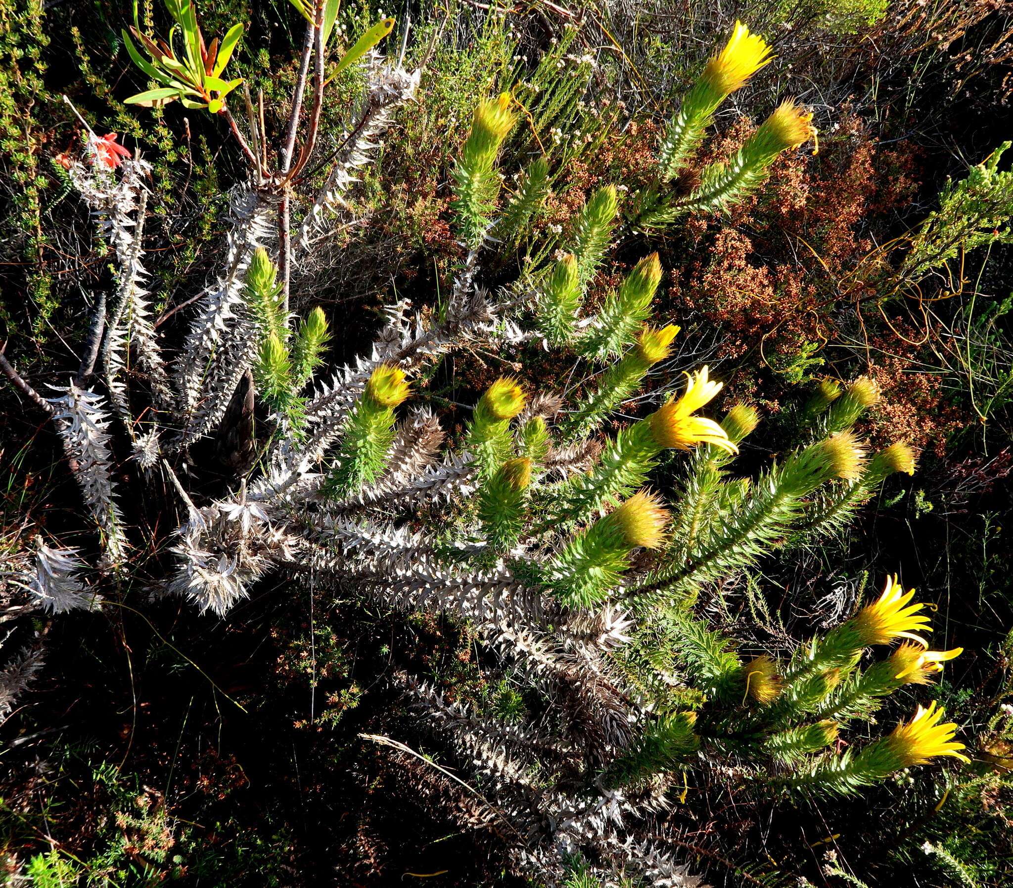 Image of Cullumia carlinoides DC.