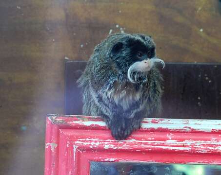 Image of Black-chinned Emperor Tamarin