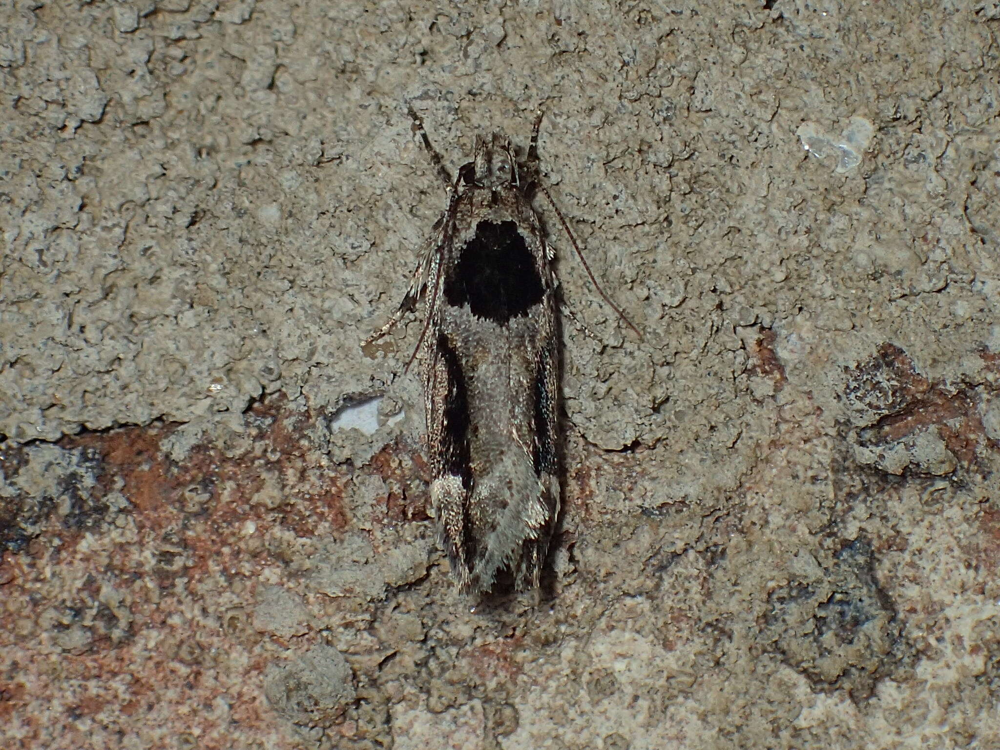 Image of Pseudochelaria walsinghami Dietz 1900