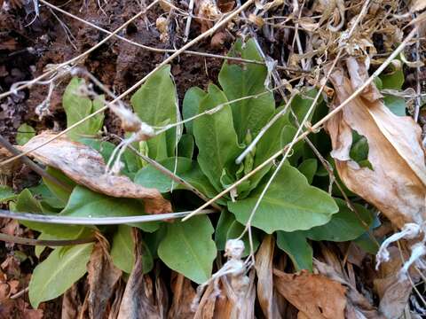 Plancia ëd Dodecatheon pulchellum var. zionense (Eastw.) S. L. Welsh