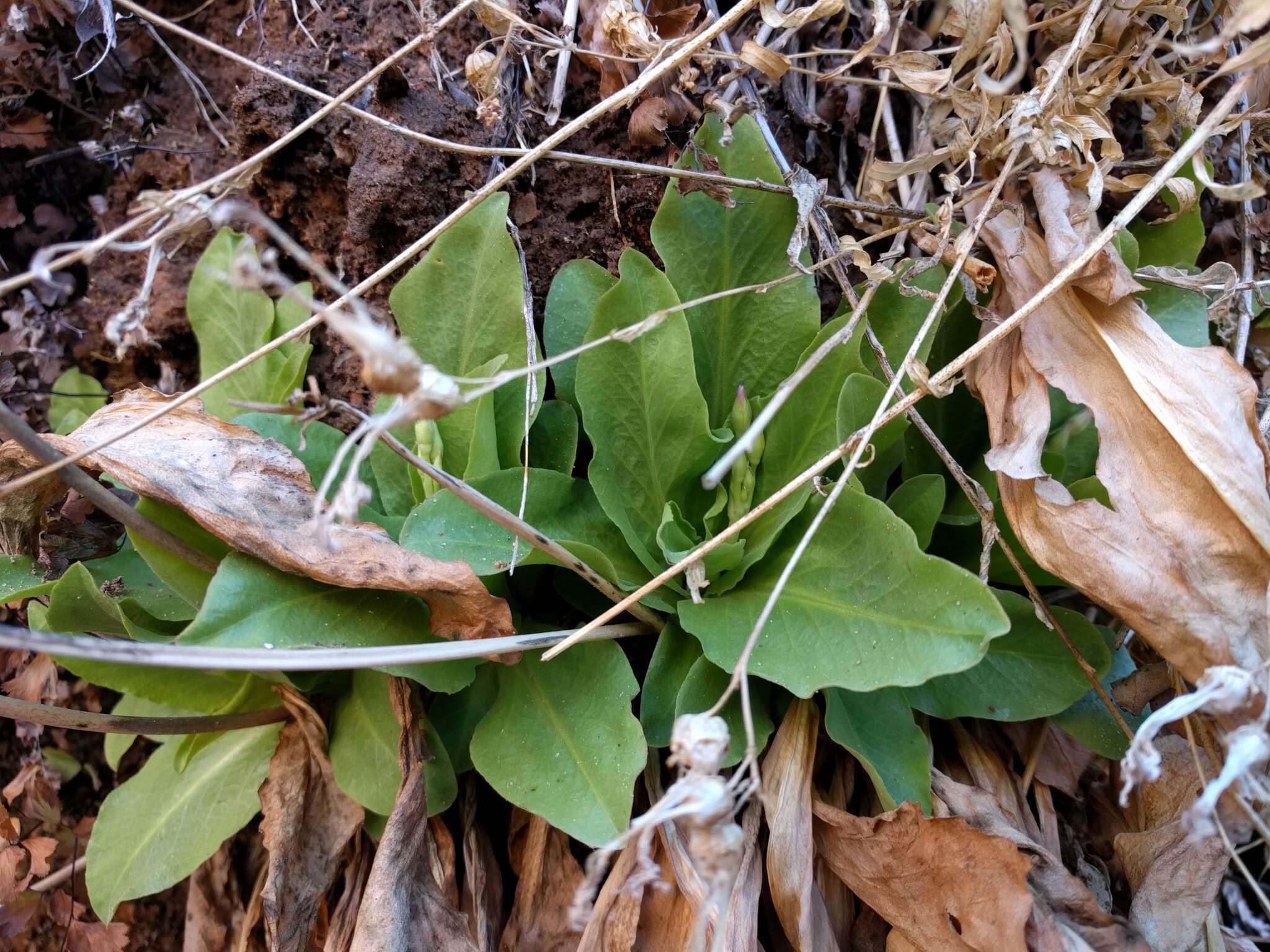 Imagem de Dodecatheon pulchellum var. zionense (Eastw.) S. L. Welsh