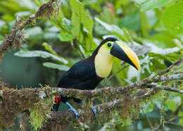 Image of Choco Toucan