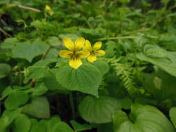 Image of arctic yellow violet