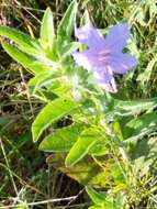 صورة Ruellia nudiflora var. nudiflora