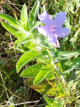 Ruellia nudiflora var. nudiflora resmi