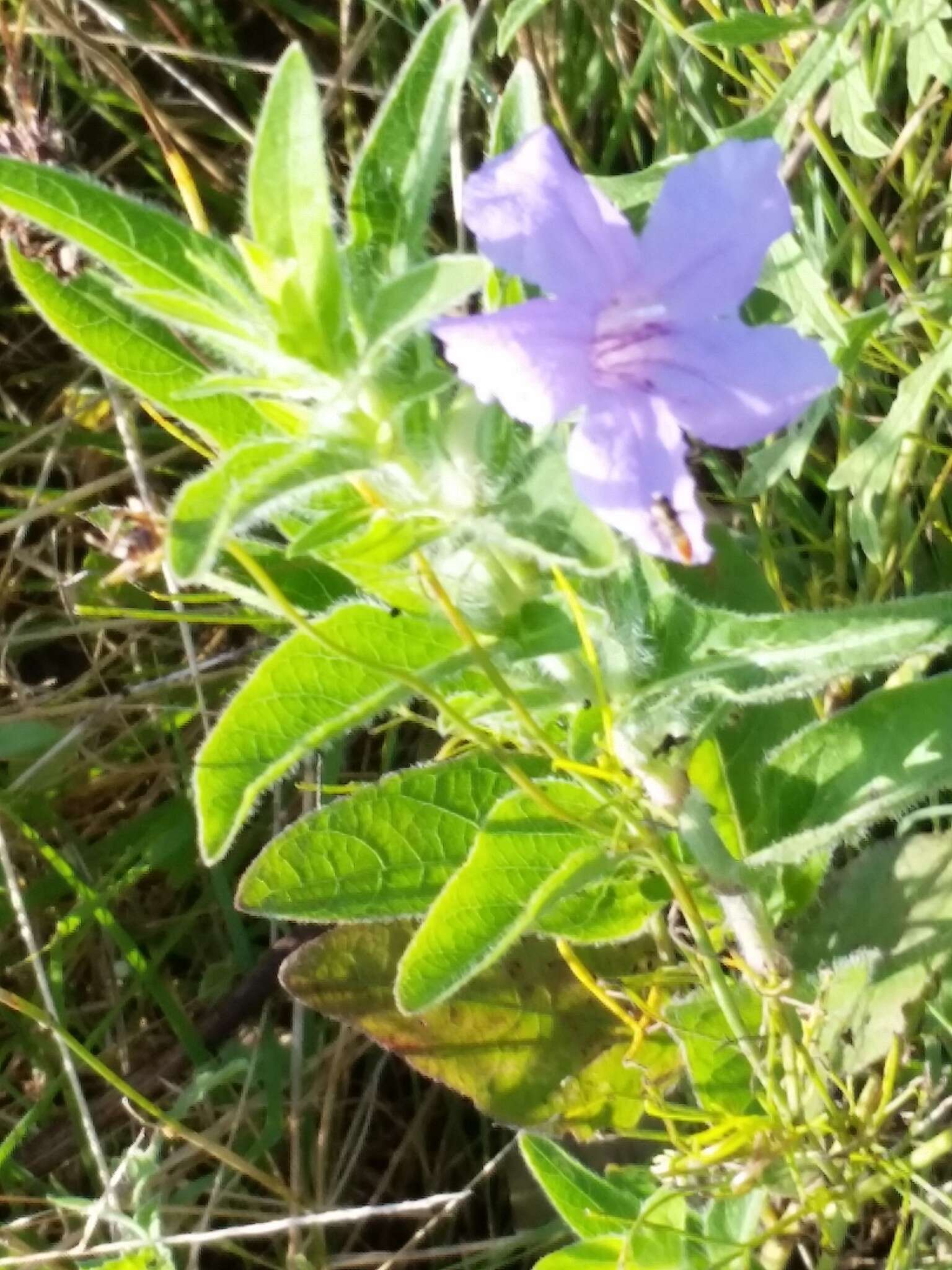 صورة Ruellia nudiflora var. nudiflora