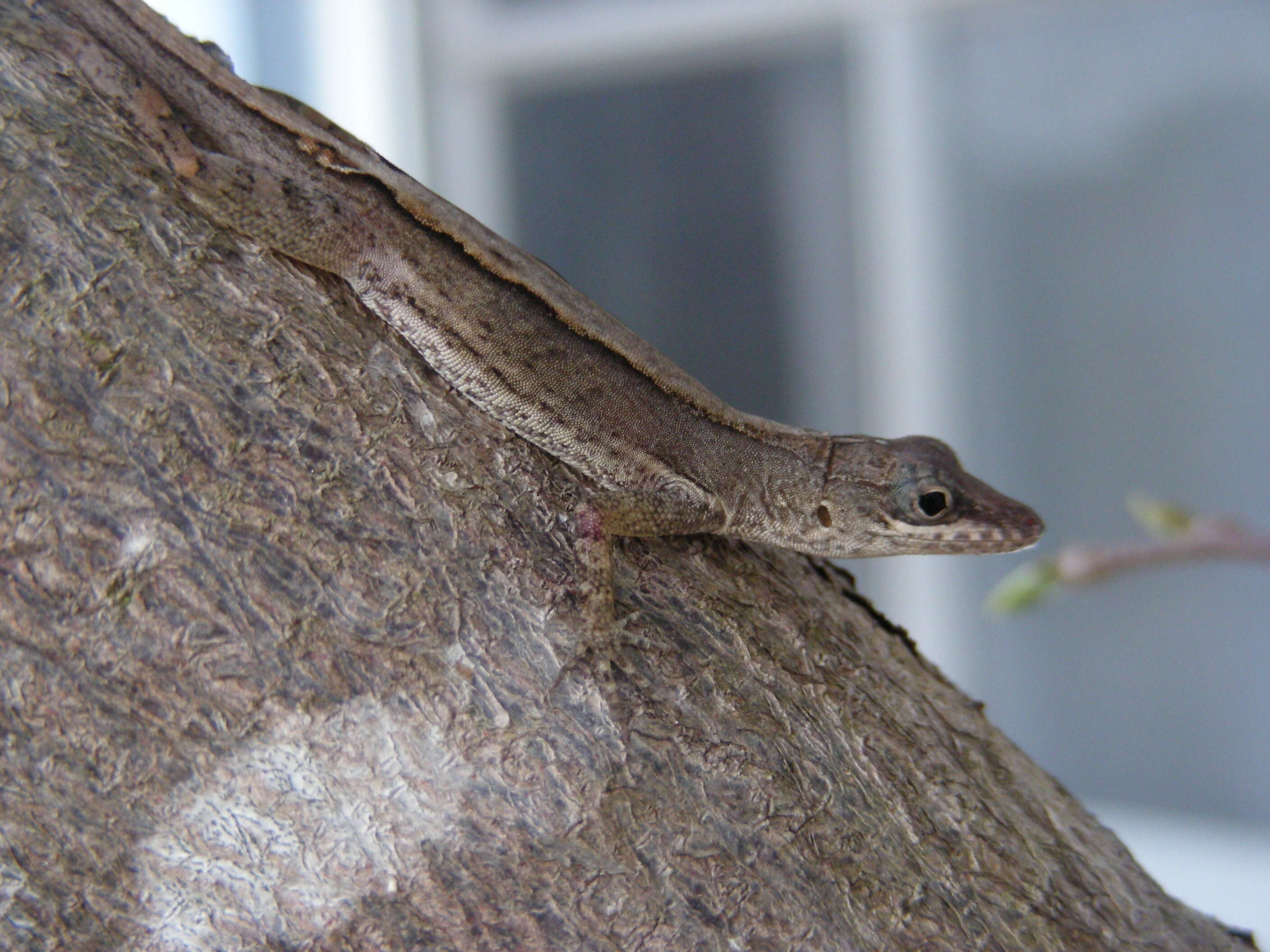 Image of Antigua bank bush anole