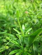 Plancia ëd Galium aparine L.