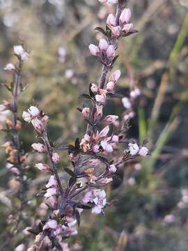 Image of Cyanothamnus rigens