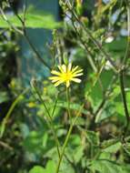 Image of nipplewort