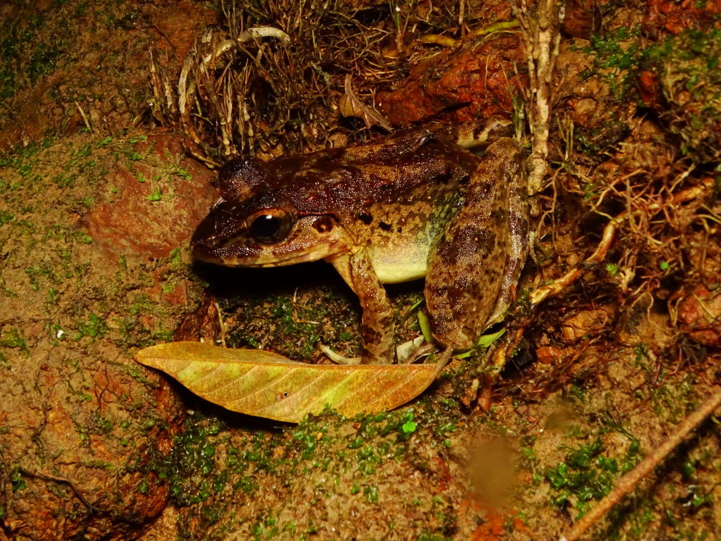 Image of Giant River Frog