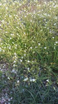 Image of doubtful chickweed