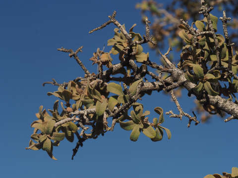 Image of Ozoroa namaensis (Schinz & Dinter) R. Fernandes