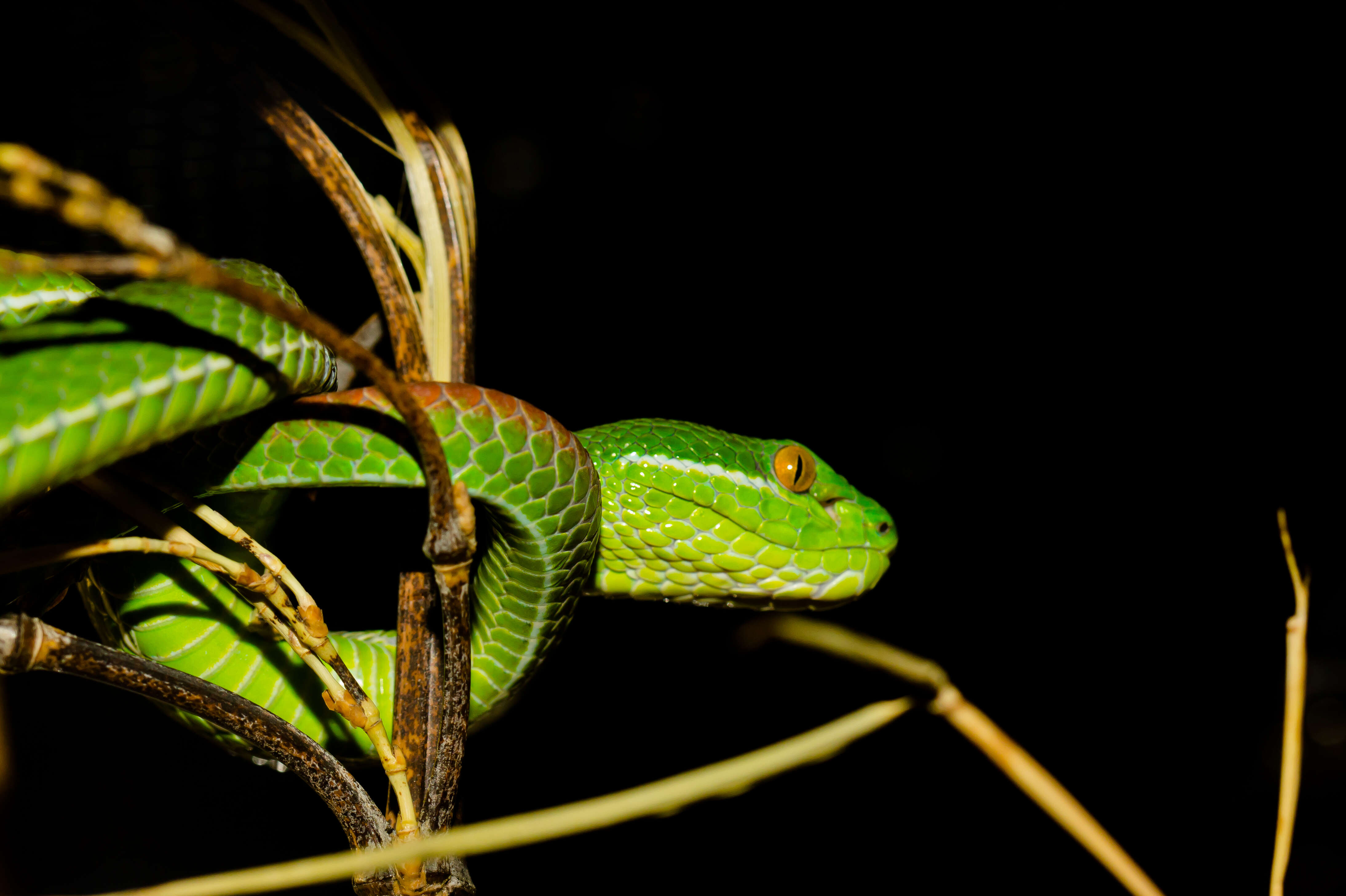 Слика од Trimeresurus albolabris Gray 1842