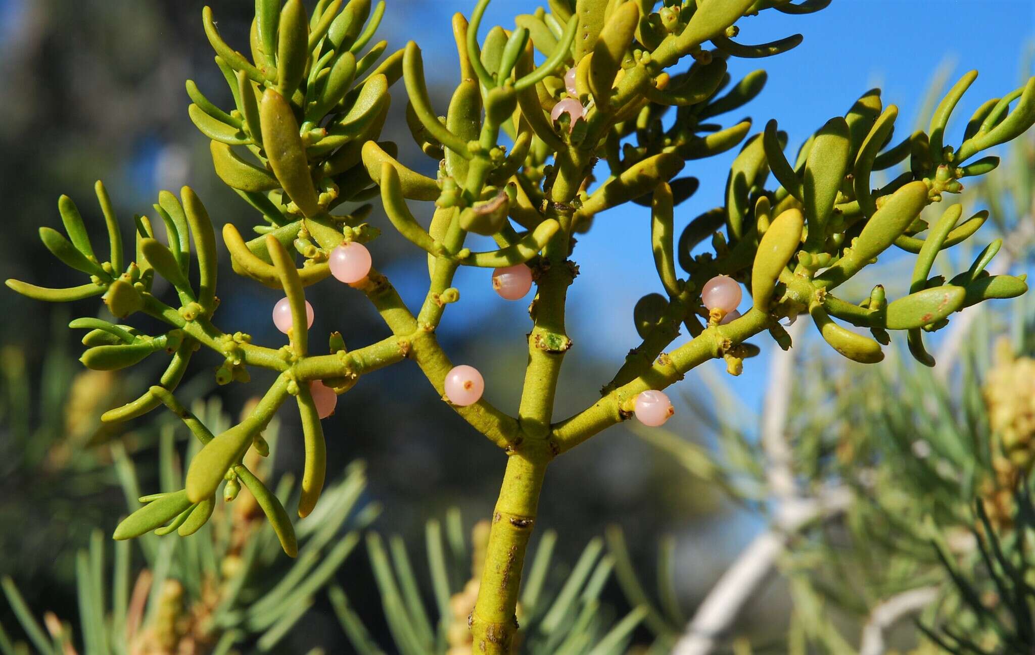 Image of dense mistletoe