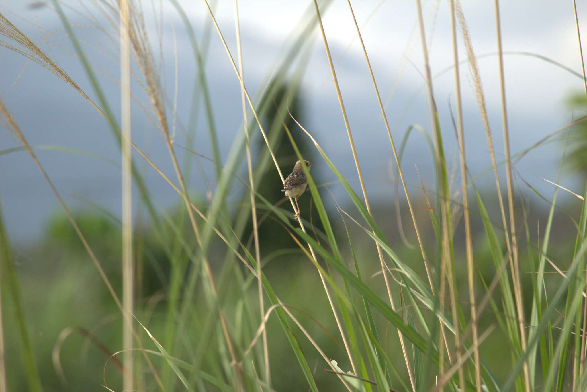 Cisticola exilis volitans (Swinhoe 1859) resmi