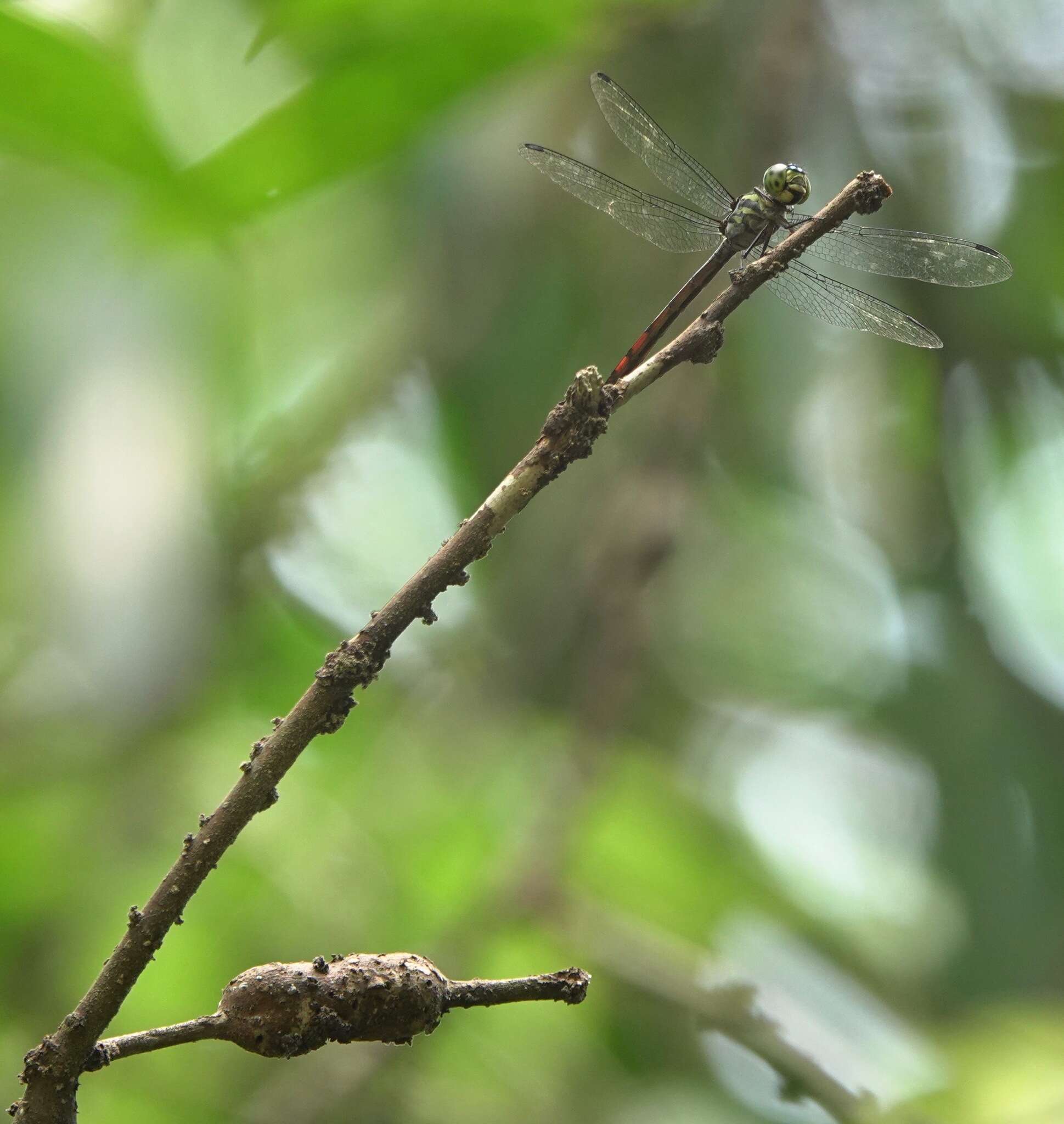 Nesoxenia lineata (Selys 1879) resmi