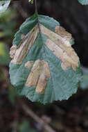 Image of European Alder leafminer