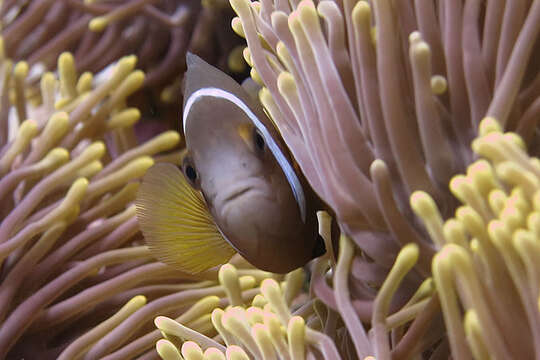 Image of Chagos anemonefish