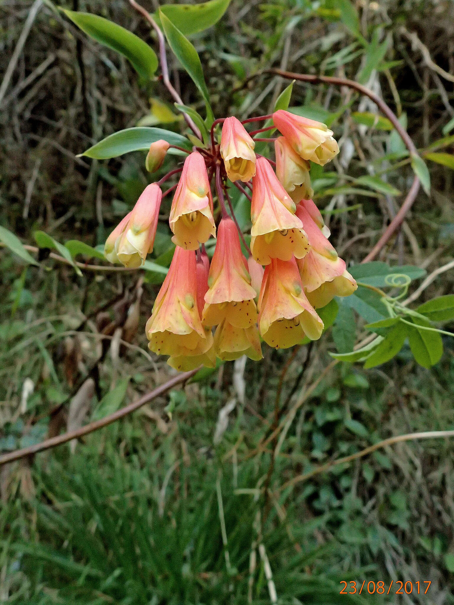 Image of Bomarea multiflora (L. fil.) Mirb.