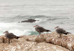 Image of Heermann's Gull