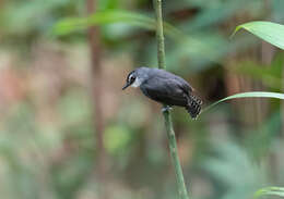 Image of White-throated Antbird