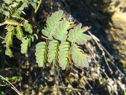 Image of <i>Pomaria lactea</i>