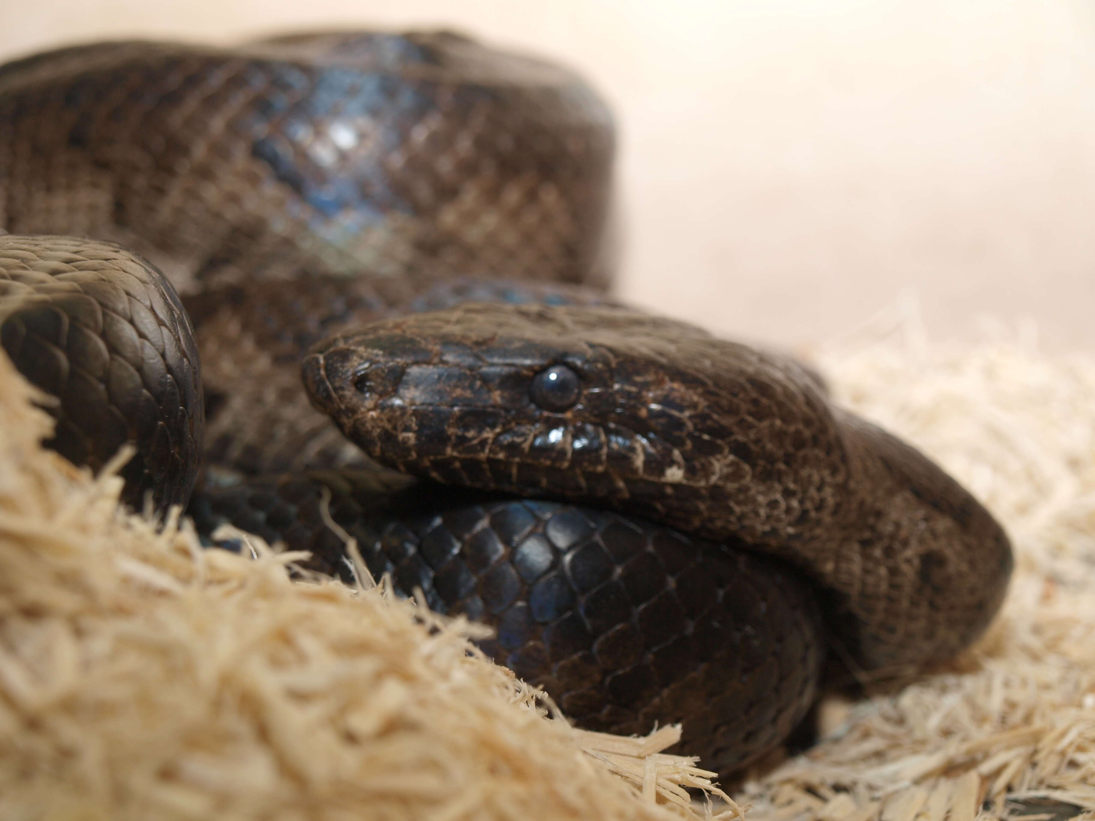 Image of Puerto Rican Boa