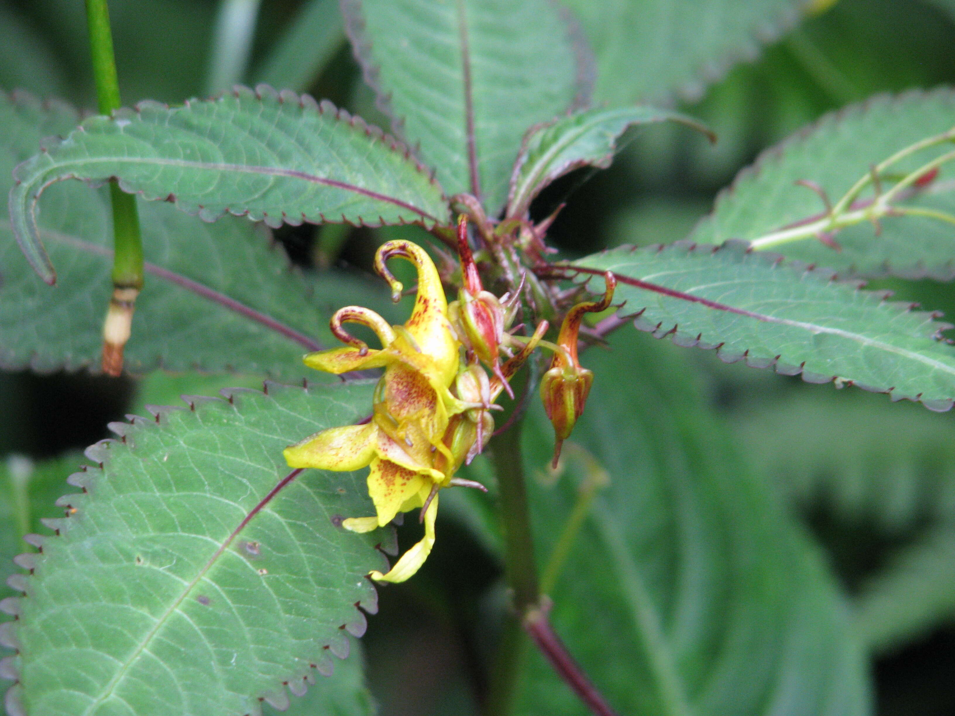 Image of Jewelweeds