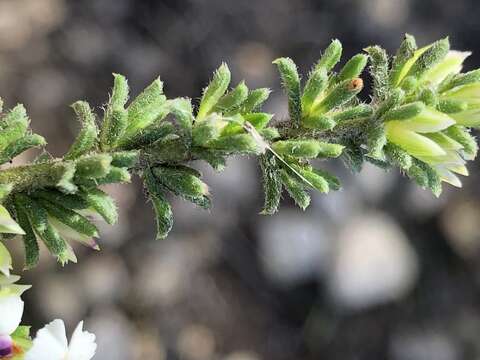 Image of Muraltia calycina Harv.