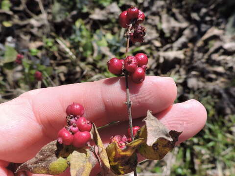 Sivun Symphoricarpos orbiculatus Moench kuva