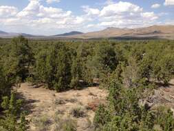 Image of Bigberry Juniper