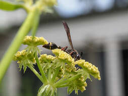 Image of <i>Australozethus <i>tasmaniensis</i></i> tasmaniensis