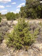 Image of Bigberry Juniper