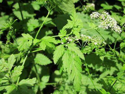 Image of rough chervil