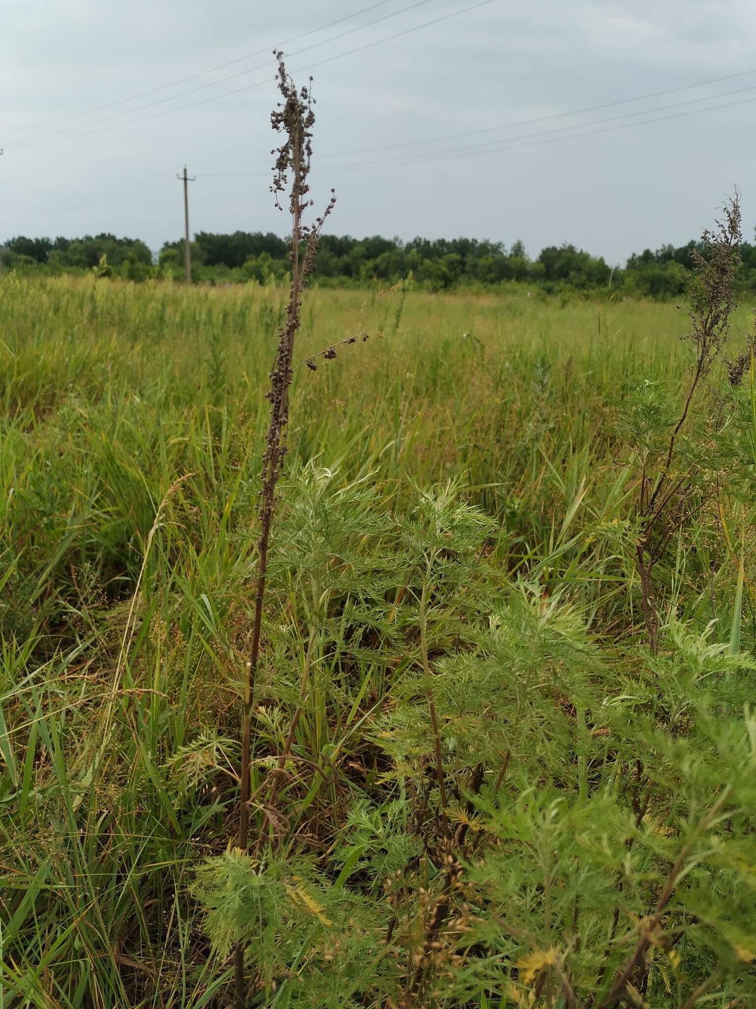 Imagem de Artemisia abrotanum L.