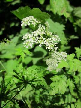 Image of rough chervil