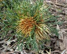 صورة Banksia