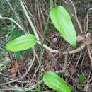 Image of Smilax spinosa Mill.