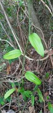 Image de Smilax spinosa Mill.