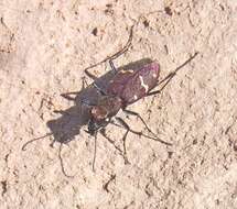 Image of Heath tiger beetle